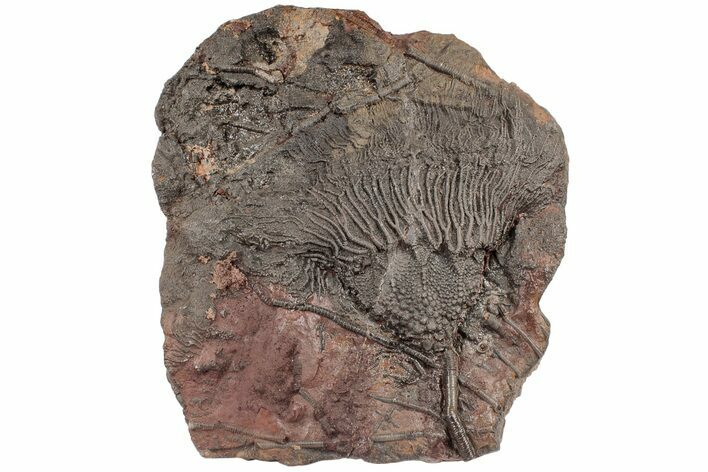 Silurian Fossil Crinoid (Scyphocrinites) Plate - Morocco #194100